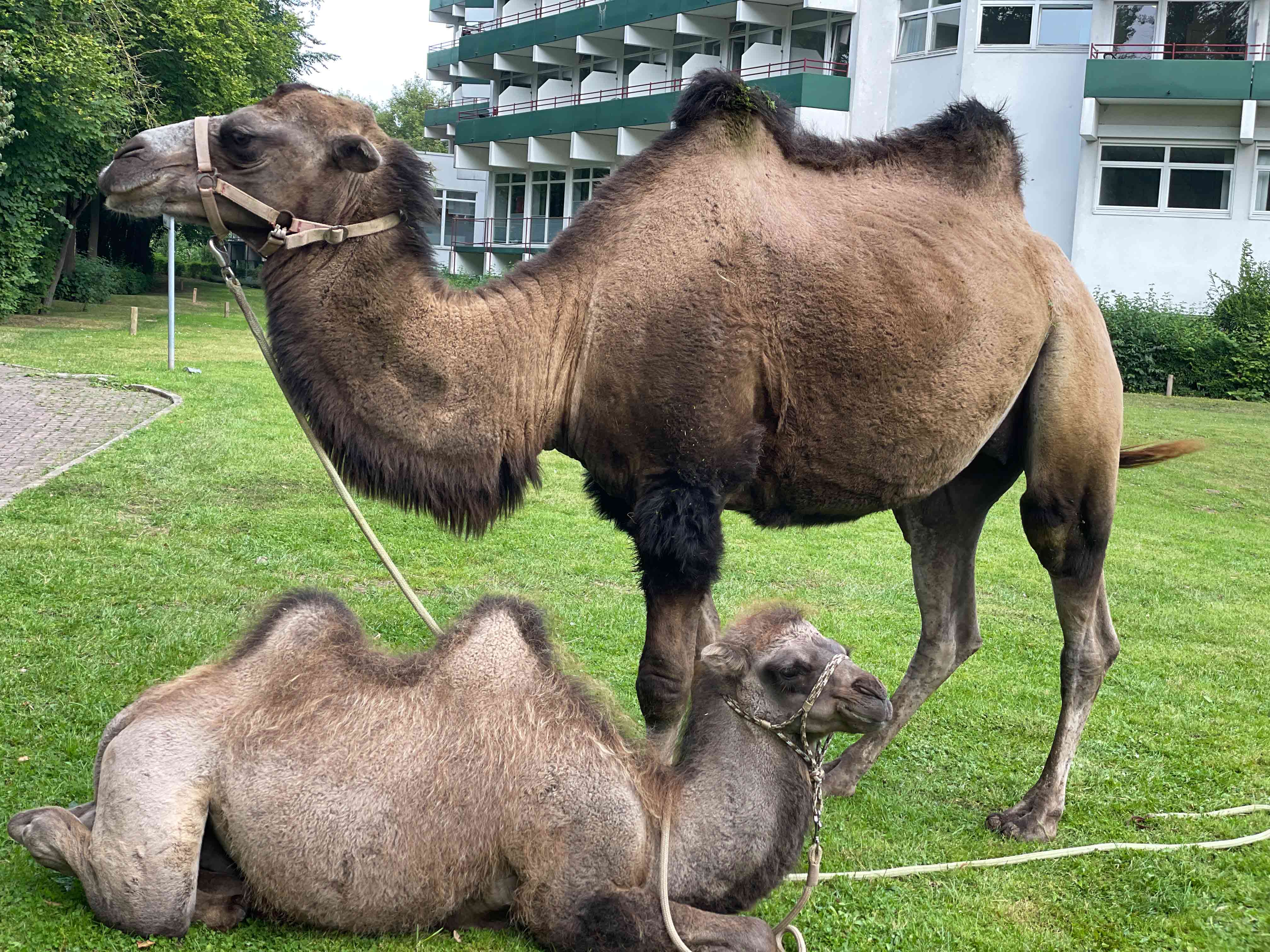 Kamele in Park der Roswithaklinik Bad Gandersheim.