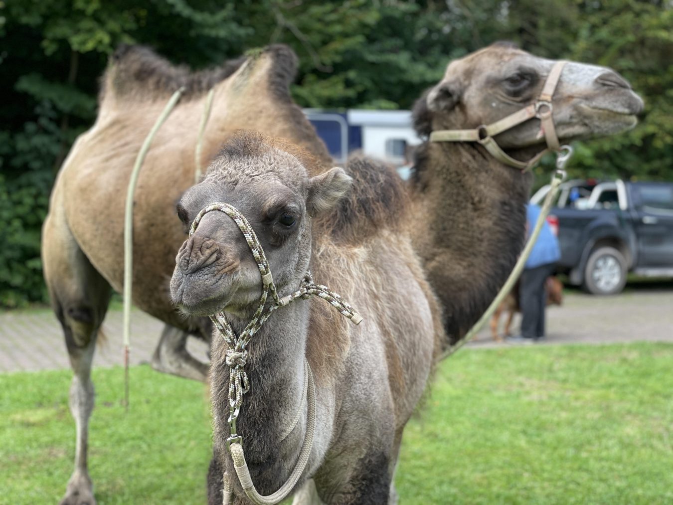 Kamele im Klinikpark Bad Gandersheim als Klinik für tiergestützte Psychotherapie.