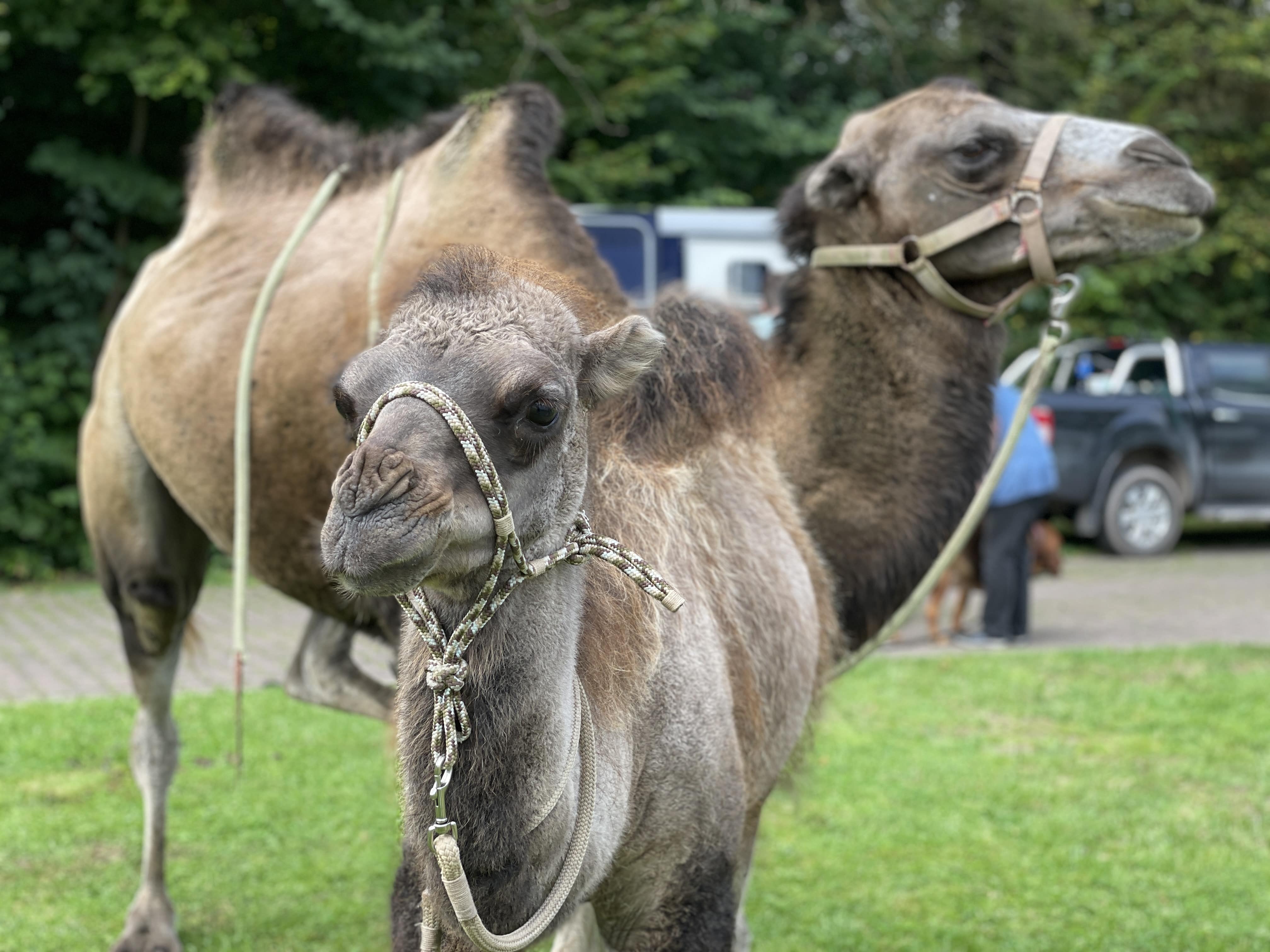 Kamele im Klinikpark Bad Gandersheim, für tiergestützte Psychotherapie.