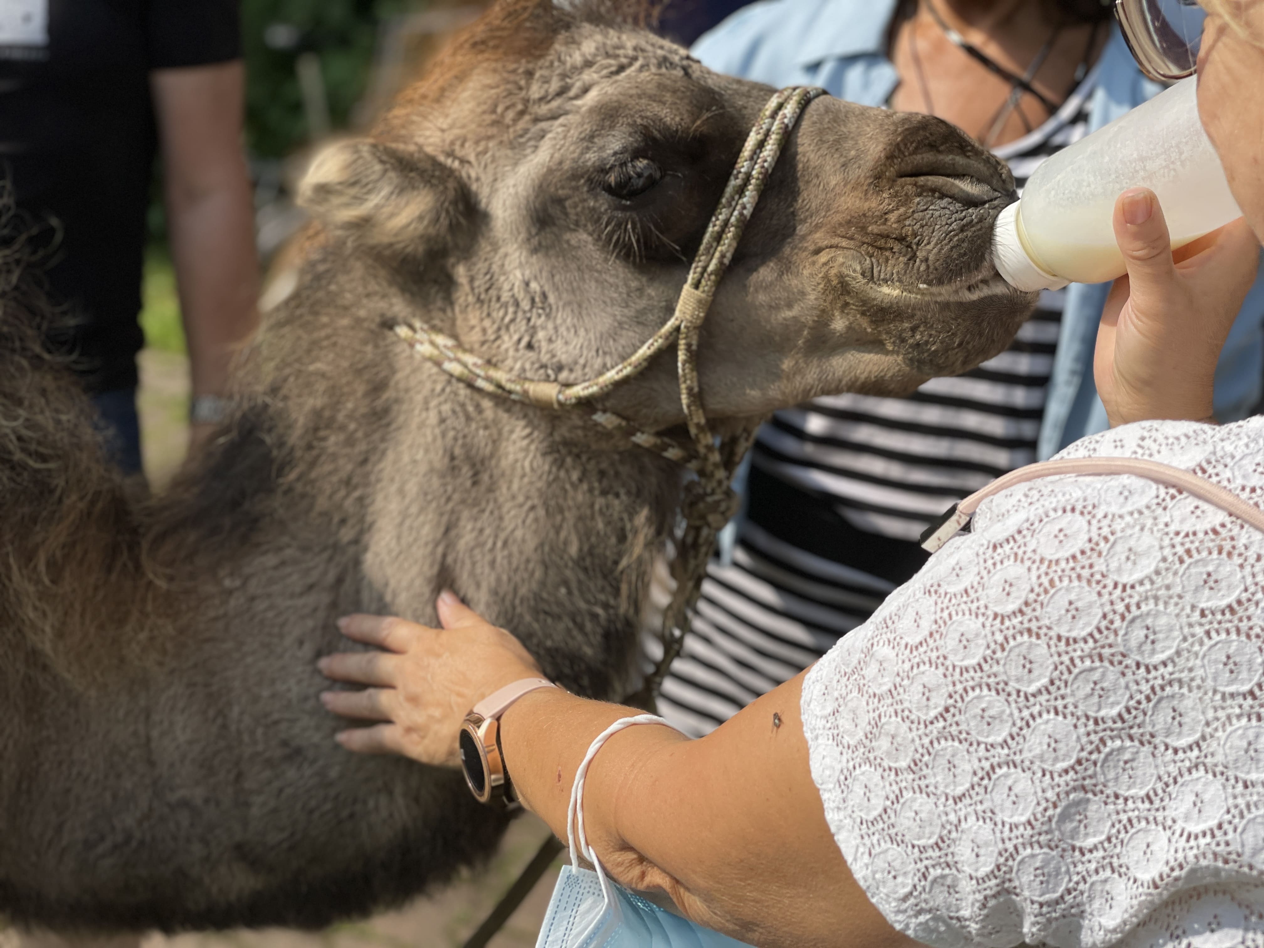 Ein Kamel wird gefüttert bei der tiergestützten Psychotherapie im Park der Roswithaklinik 