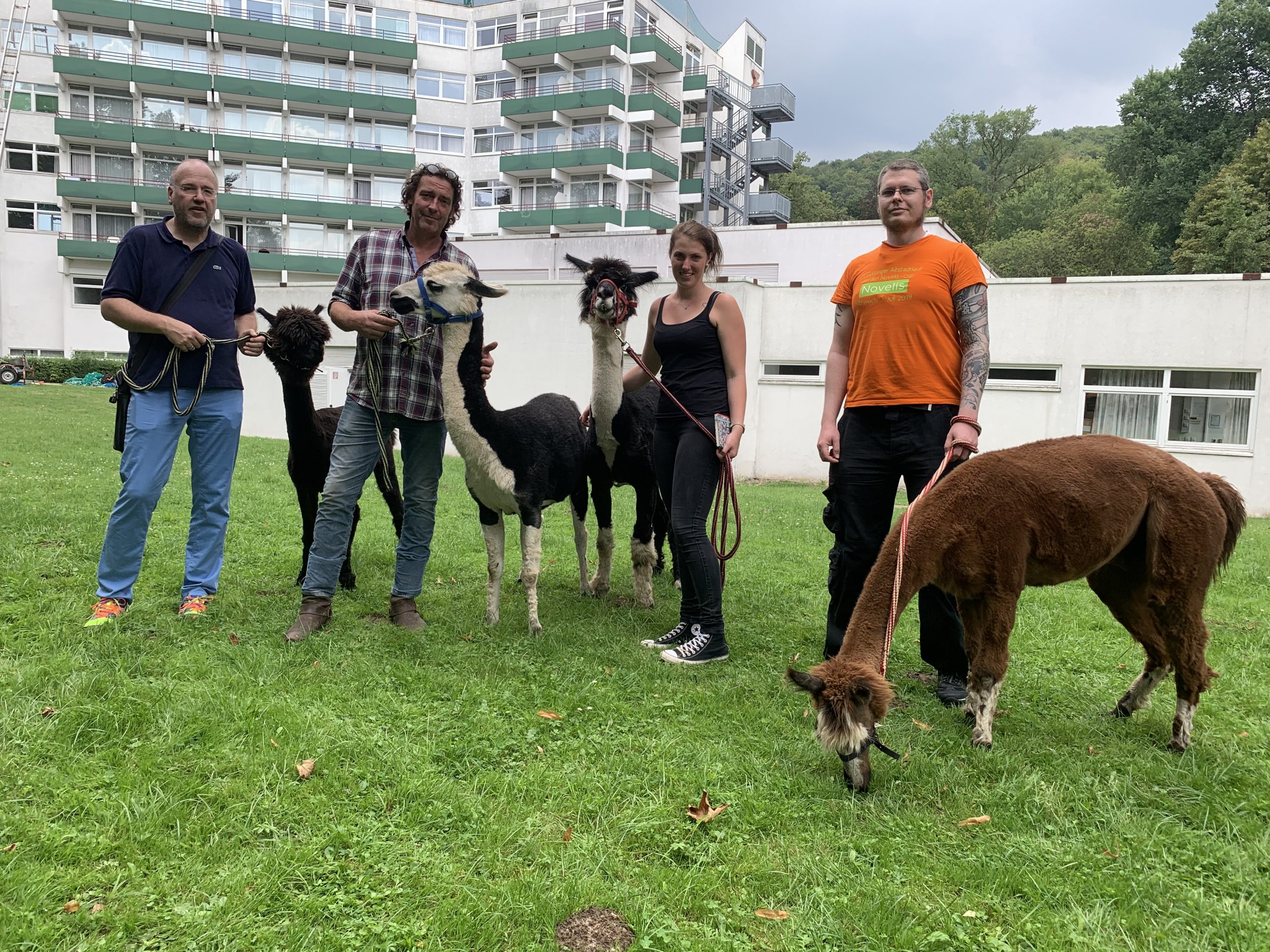Alpaka und Lama im Park der Roswithaklinik Bad Gandersheim für tiergestützte Therapie als tiergestützte Therapie Klinik